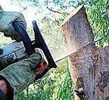 Best Storm Damage Tree Cleanup  in Big Spring, TX